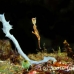 pipefish_ghost_thin_mid_h_0705_png1365.jpg